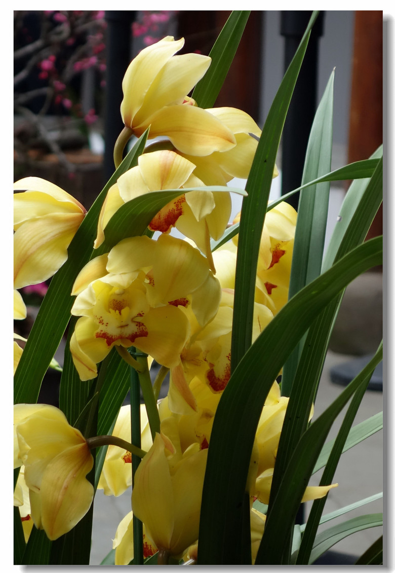 【百花争妍--花展洋兰百花系】