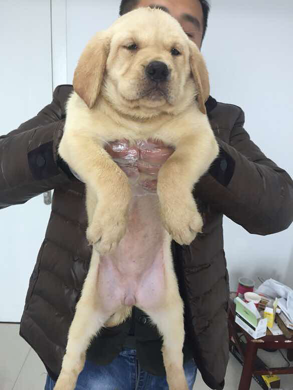 母拉拉.好肥好品相.头版夸张