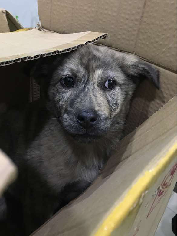 流浪小土狗 求领养