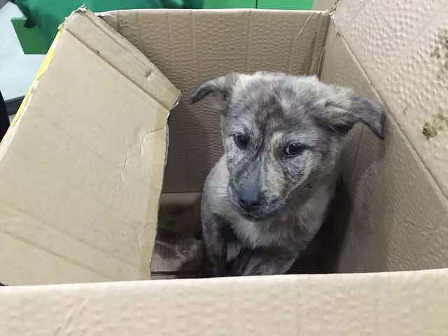 流浪小土狗 求领养