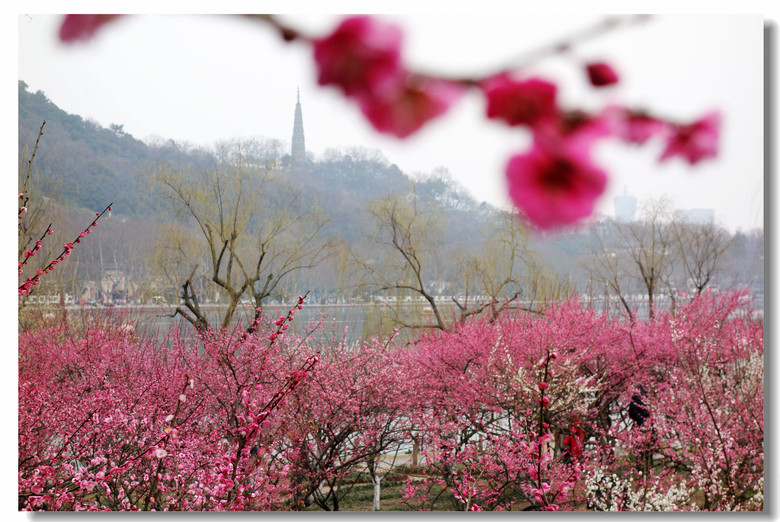 【花团锦簇孤山不孤】