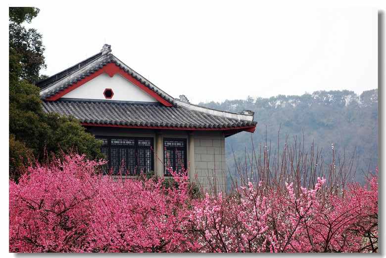 【花团锦簇孤山不孤】