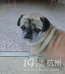 狗缺钙吃什么钙片最好-爱宠分享-家有宠物-杭州
