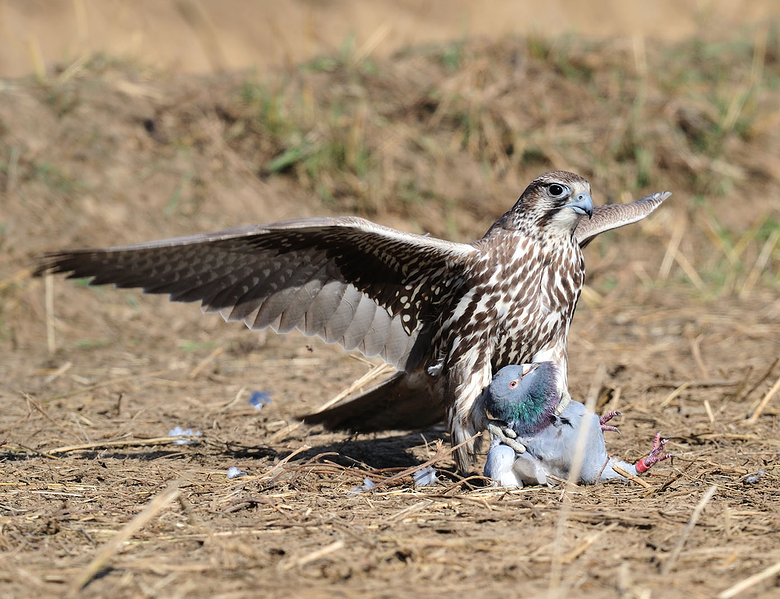 没想到这故事发展到最后,竟然变成了真实版的老鹰抓小鸡.