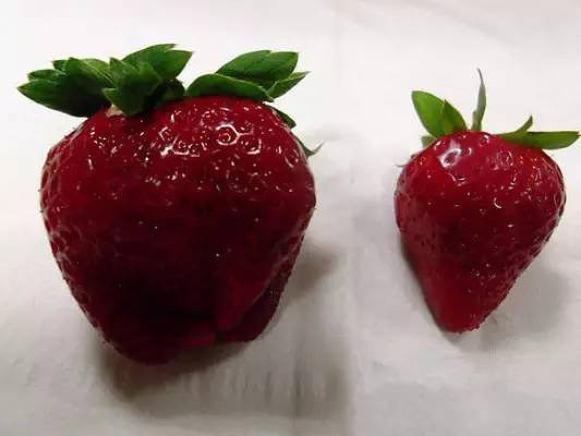 正常草莓表面的芝麻粒(种子)是金黄色的,如果连芝麻粒都是红艳艳的