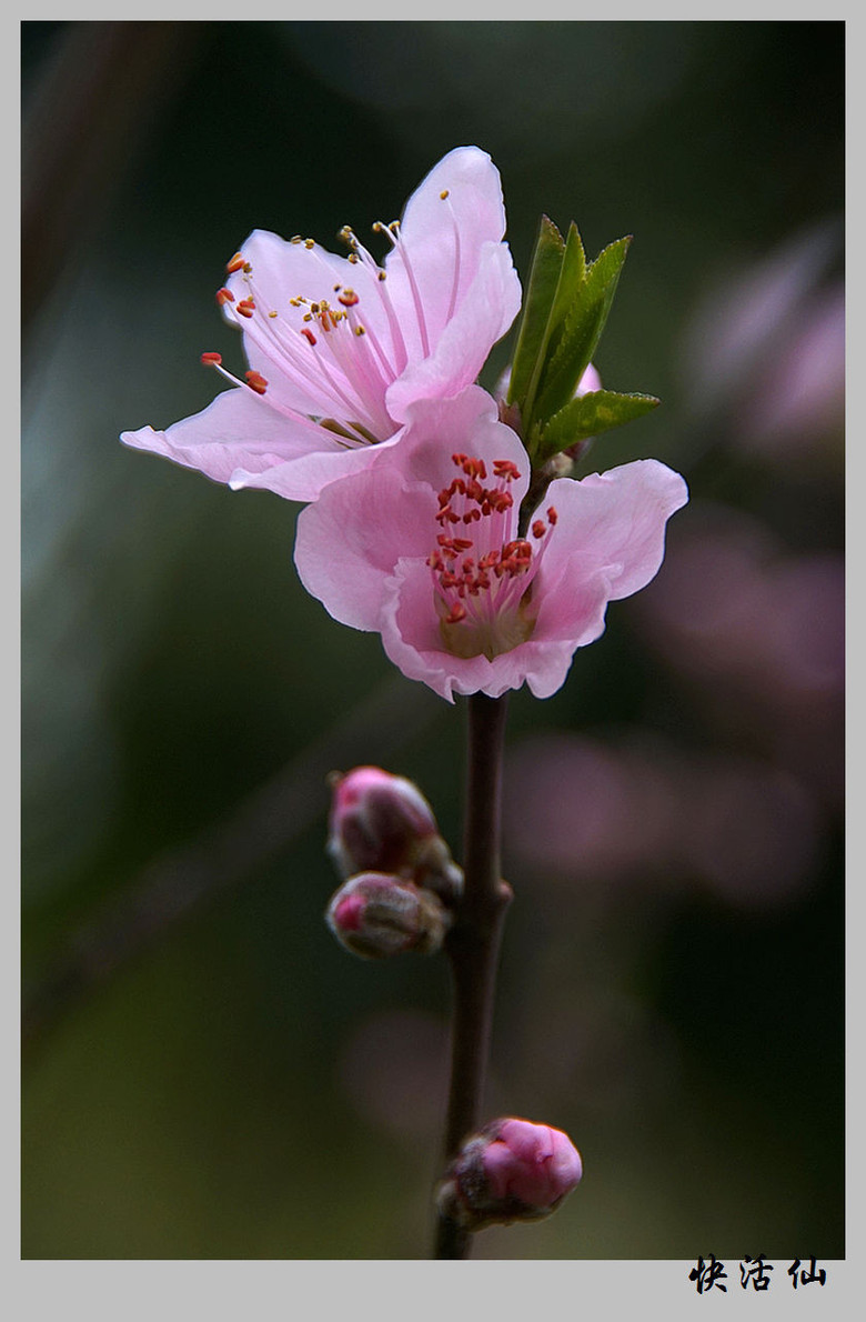 桃花朵朵开