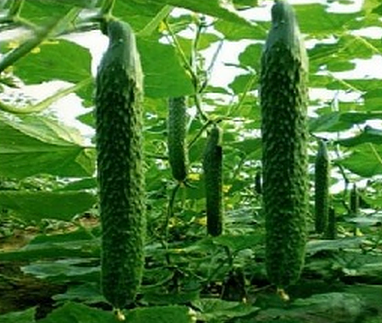 吃黄瓜能减肥吗？黄瓜有哪些食物价值