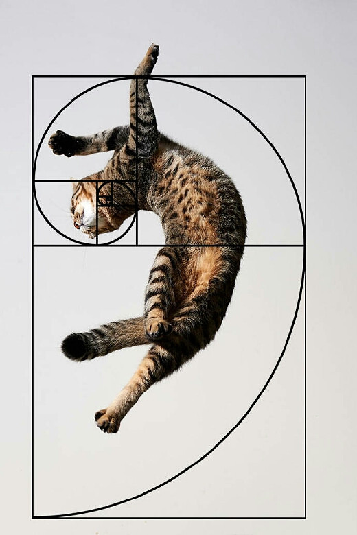 难怪猫招人喜欢,处处都是黄金比例的科学美