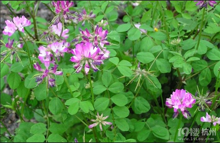      网上找了紫云英(草籽)的图