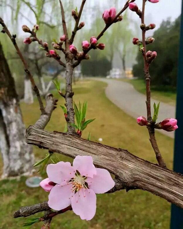 桃李不言