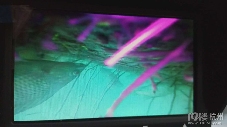 看看我的探鱼器钓鱼实战图片-户外知识-钓鱼俱