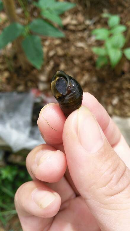         还是开化青蛳好吃呢