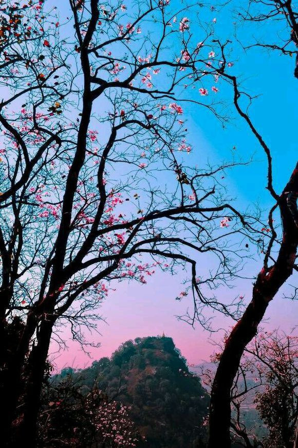 阳春三月花开了-美景-手机随手拍-杭州19楼