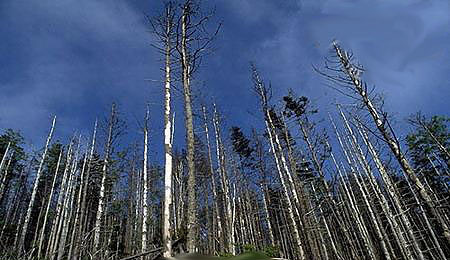环境污染与绿化植物的选择