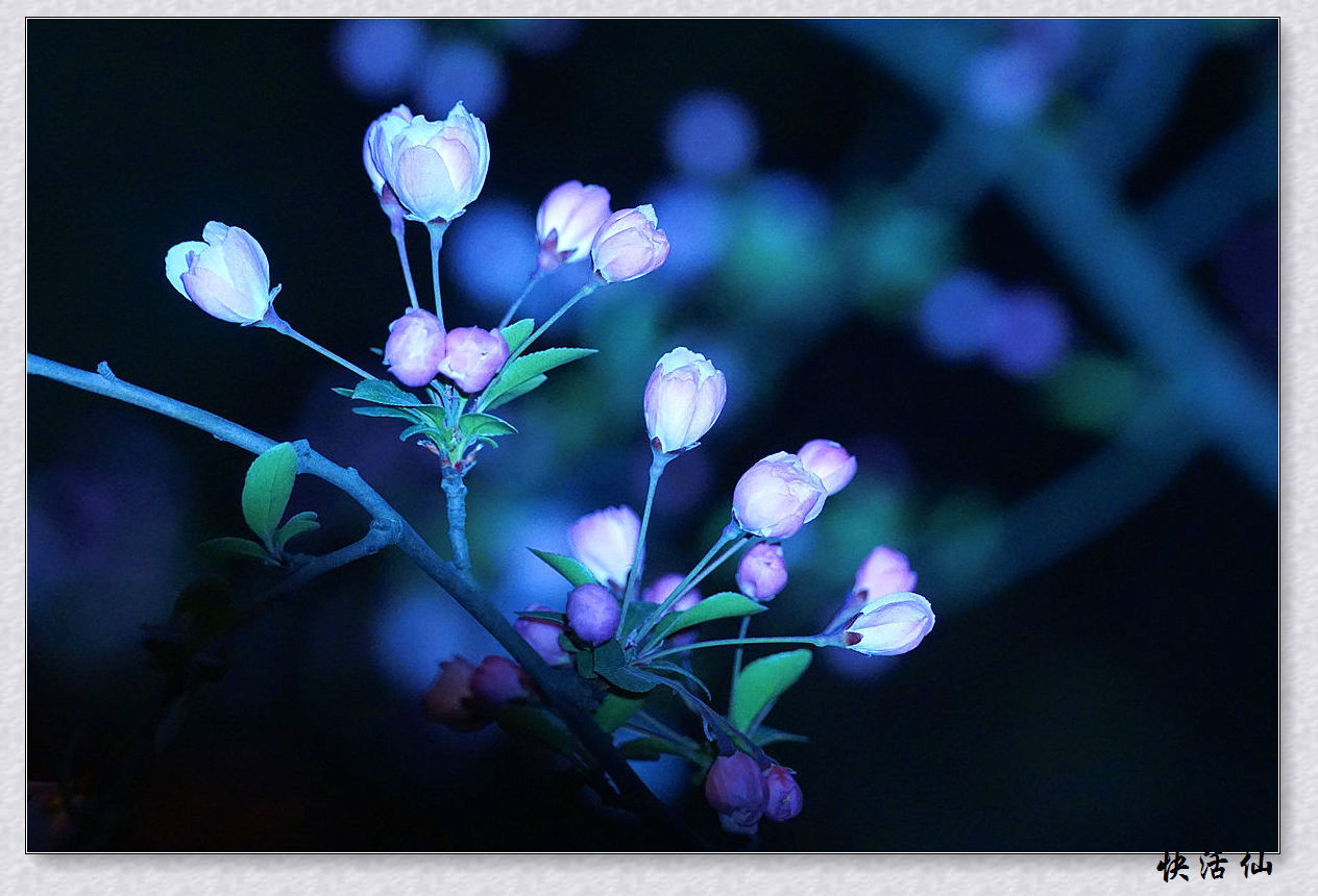 月光下的垂丝海棠