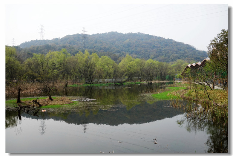 杭州江洋畈湿地图片