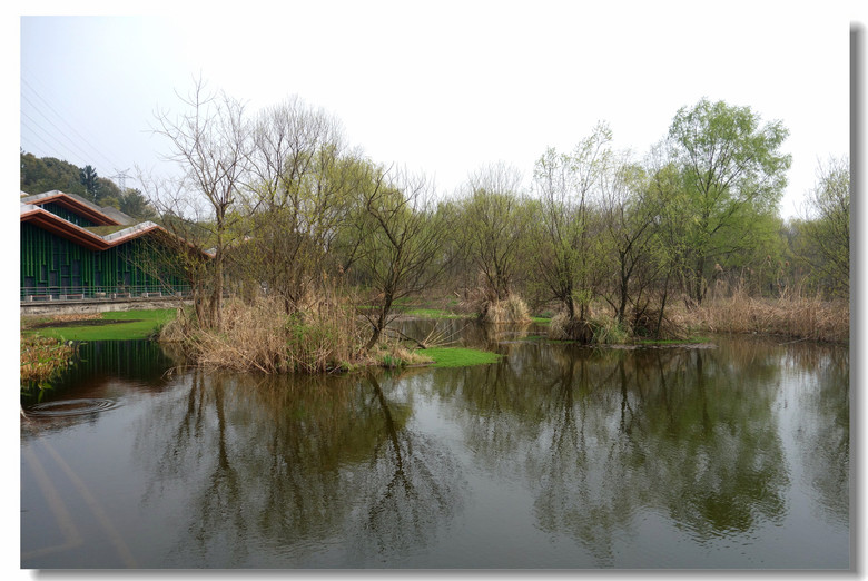 杭州江洋畈湿地图片