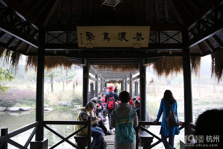 【三月尋春】杭州楊公堤茅家埠烏龜潭龍井茶茶博館踏春一日游