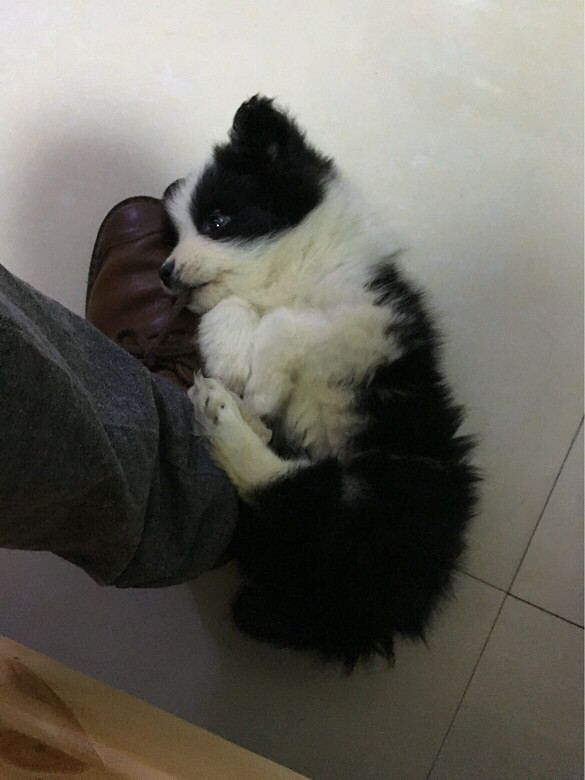 求教如何训练边牧