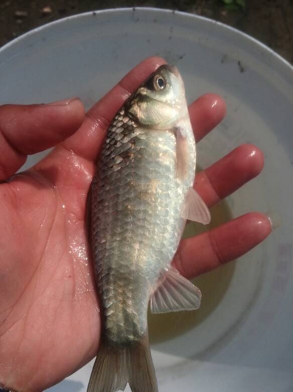 3.26下午野钓小鲫鱼