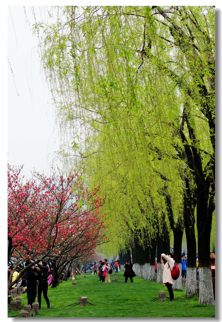 【一株桃花一株柳】