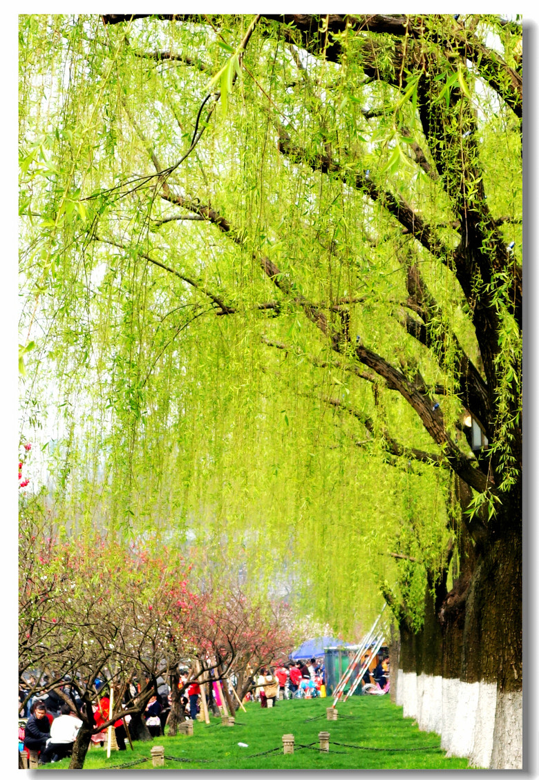 【一株桃花一株柳】