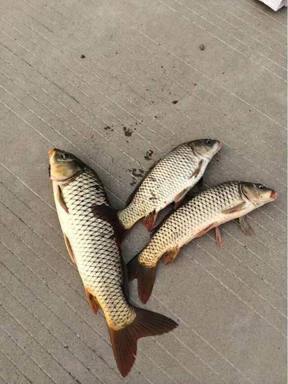 今天野战本来对象鱼是钓鲻鱼,上的都是鲤鱼