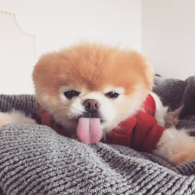 kiyo值爆表的小博美