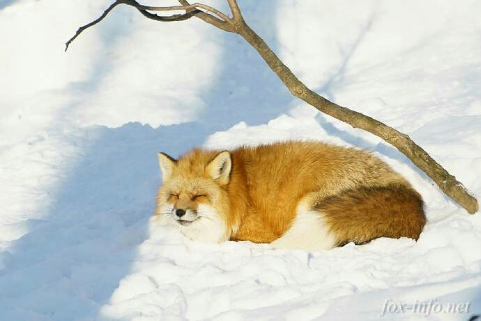 雪地里的狐狸们,这柔软蓬松的毛感觉好苏糊