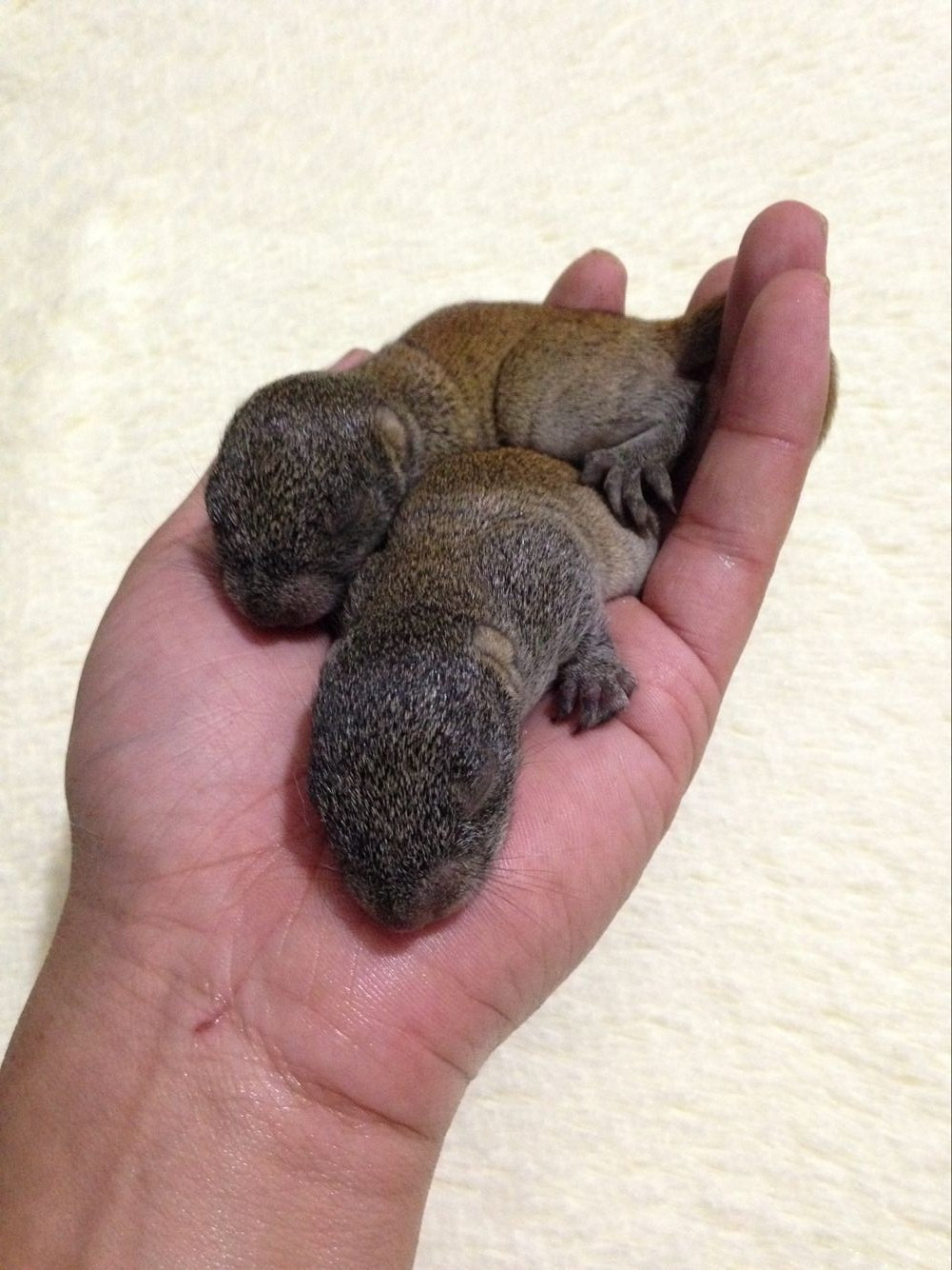 另类小宠 黄山松鼠-宠物讨论区-杭州19楼