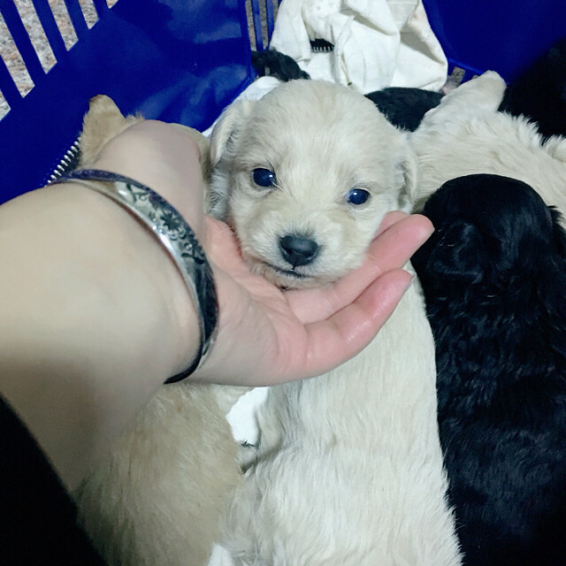 家里的泰迪生的小串串狗,很可爱寻找新家(限桐庐内)