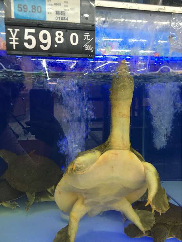 鳄鱼也能买来吃？