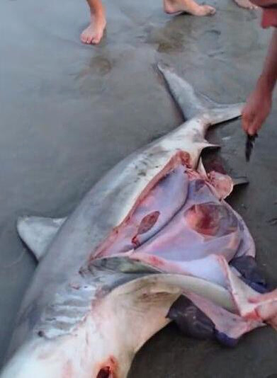 作文|为什么鱼死了,往往肚子向上翻?作文200字