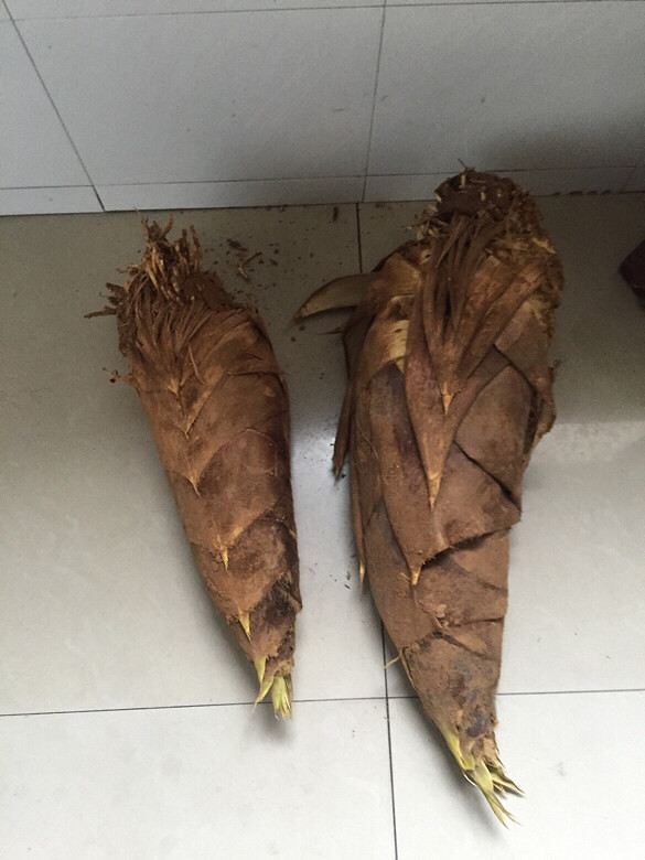 朋友送的好大的毛竹笋!烧咸肉的鲜啦!