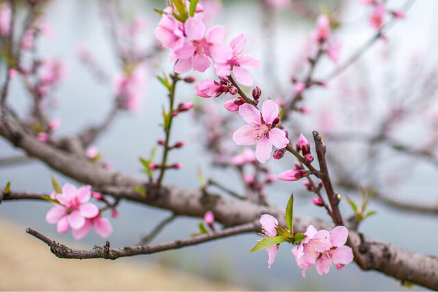 【花的世界】竹外桃花三兩枝