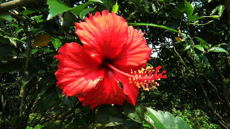 【花的世界】吐蕊