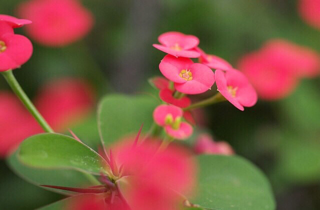 萌萌的.小粉花兒.