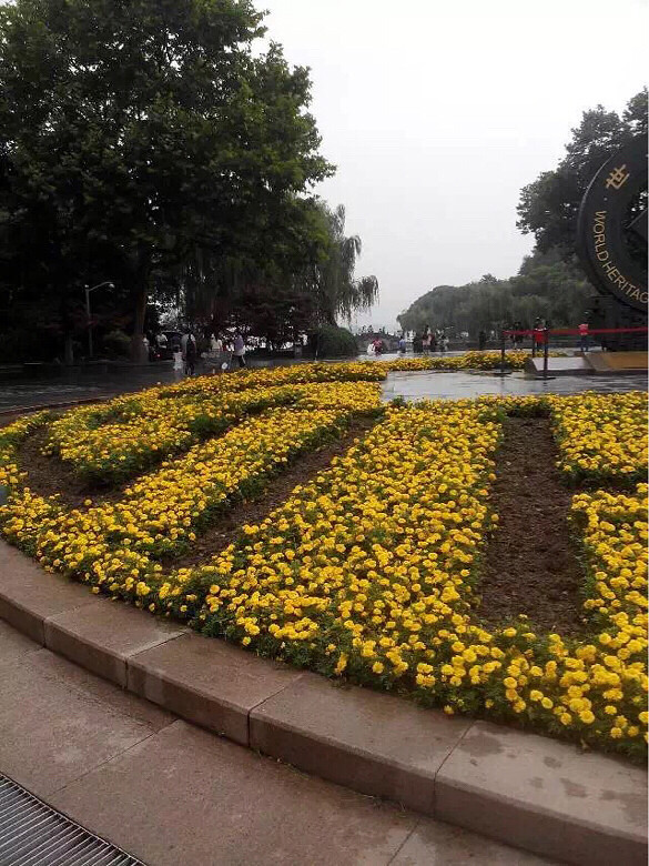 【花的世界】杭州.花坛.黄色?
