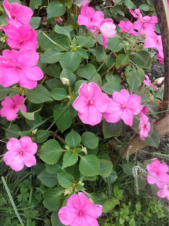 花的世界杭州粉色六瓣