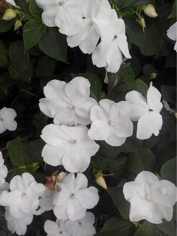 【花的世界】杭州.白色.六瓣.