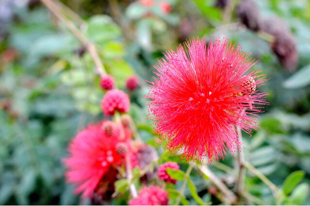 花的世界红丝绒