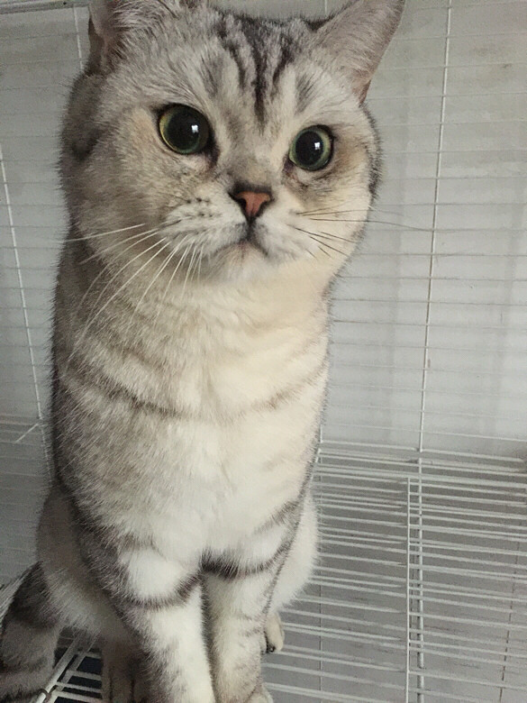 英短,起司猫配种