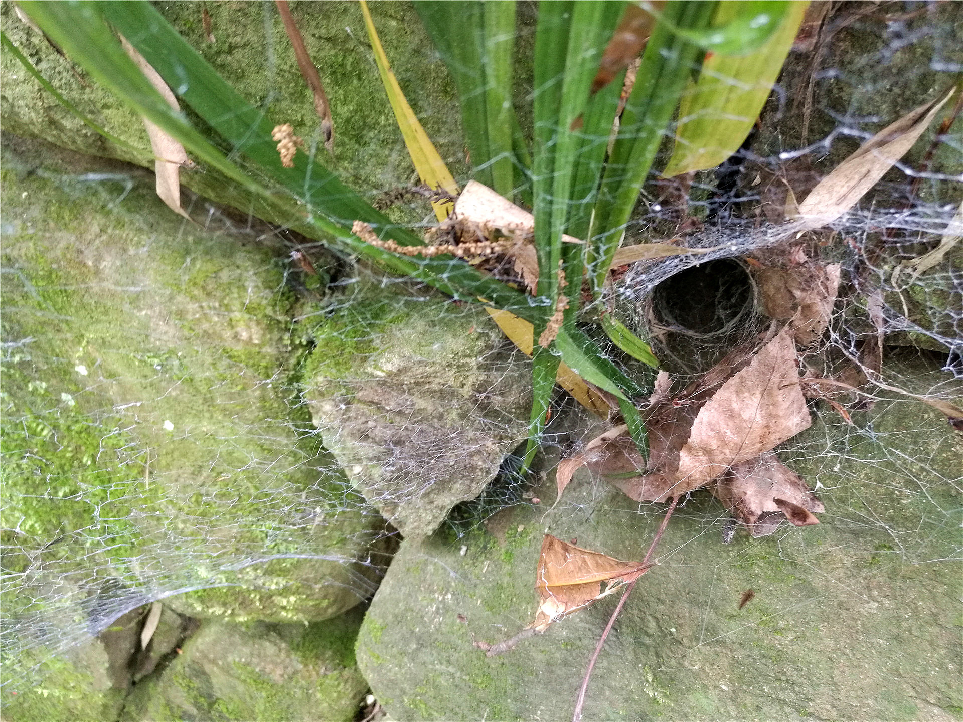 躲在洞穴里的蜘蛛从来没有见过