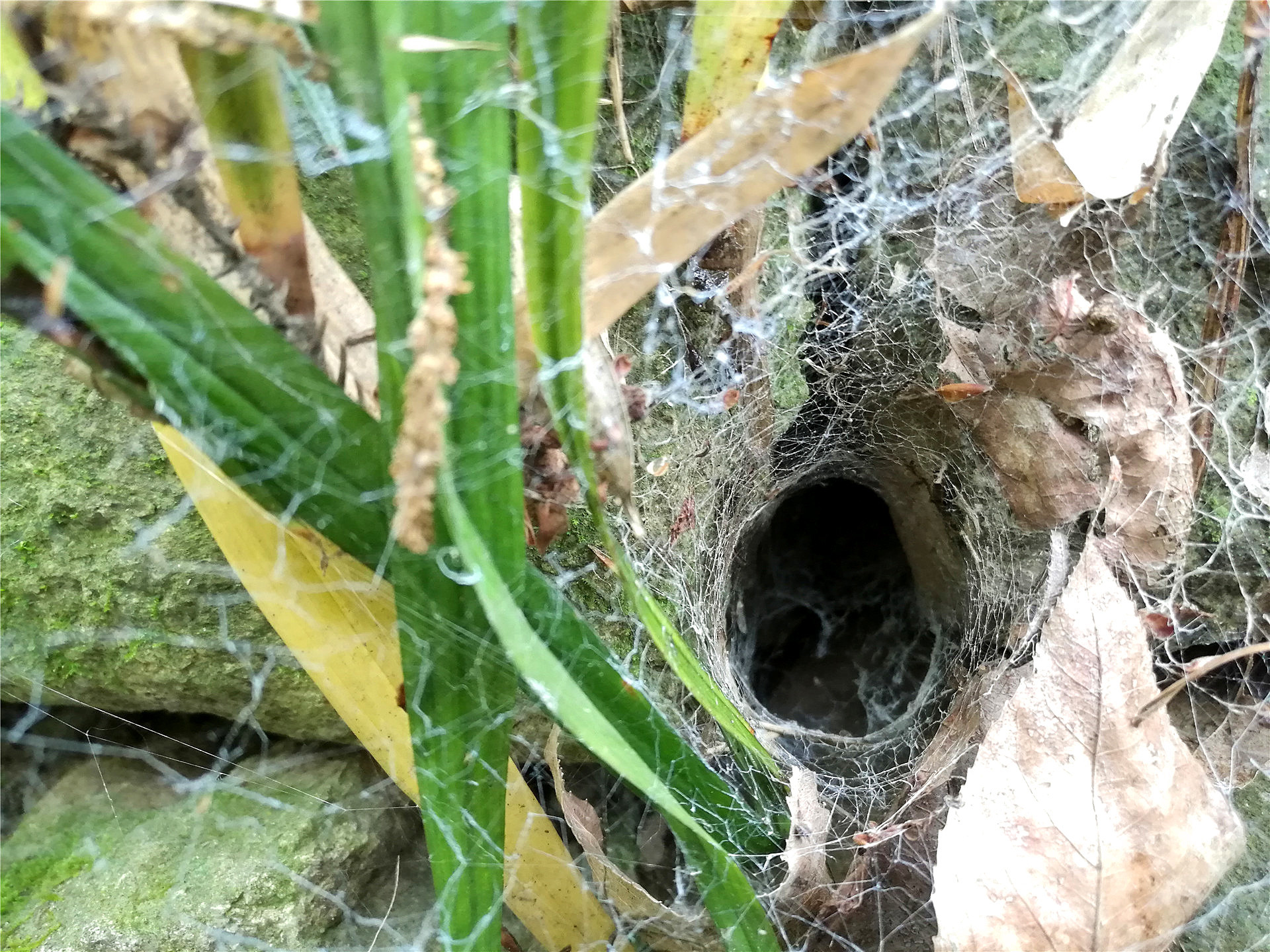 躲在洞穴里的蜘蛛从来没有见过