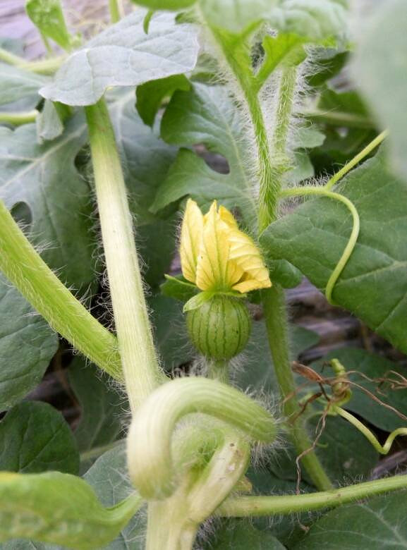 【花的世界】 西瓜花