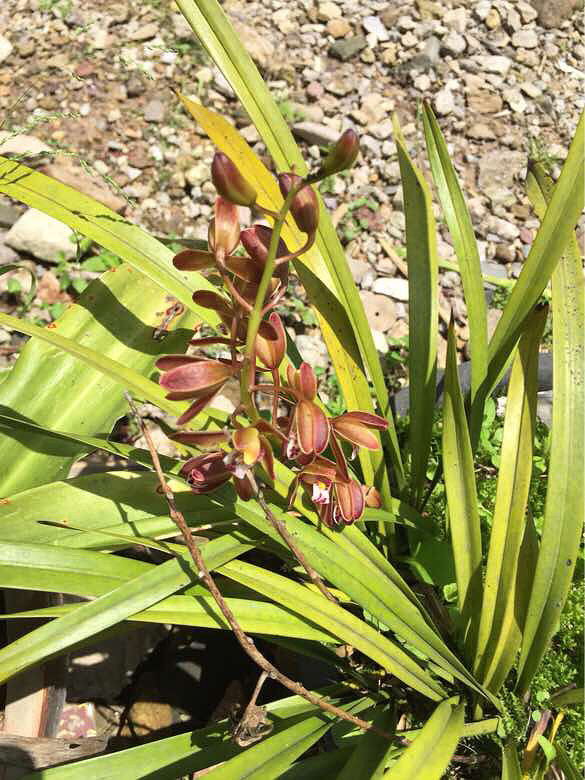 我家的大麦兰开花了