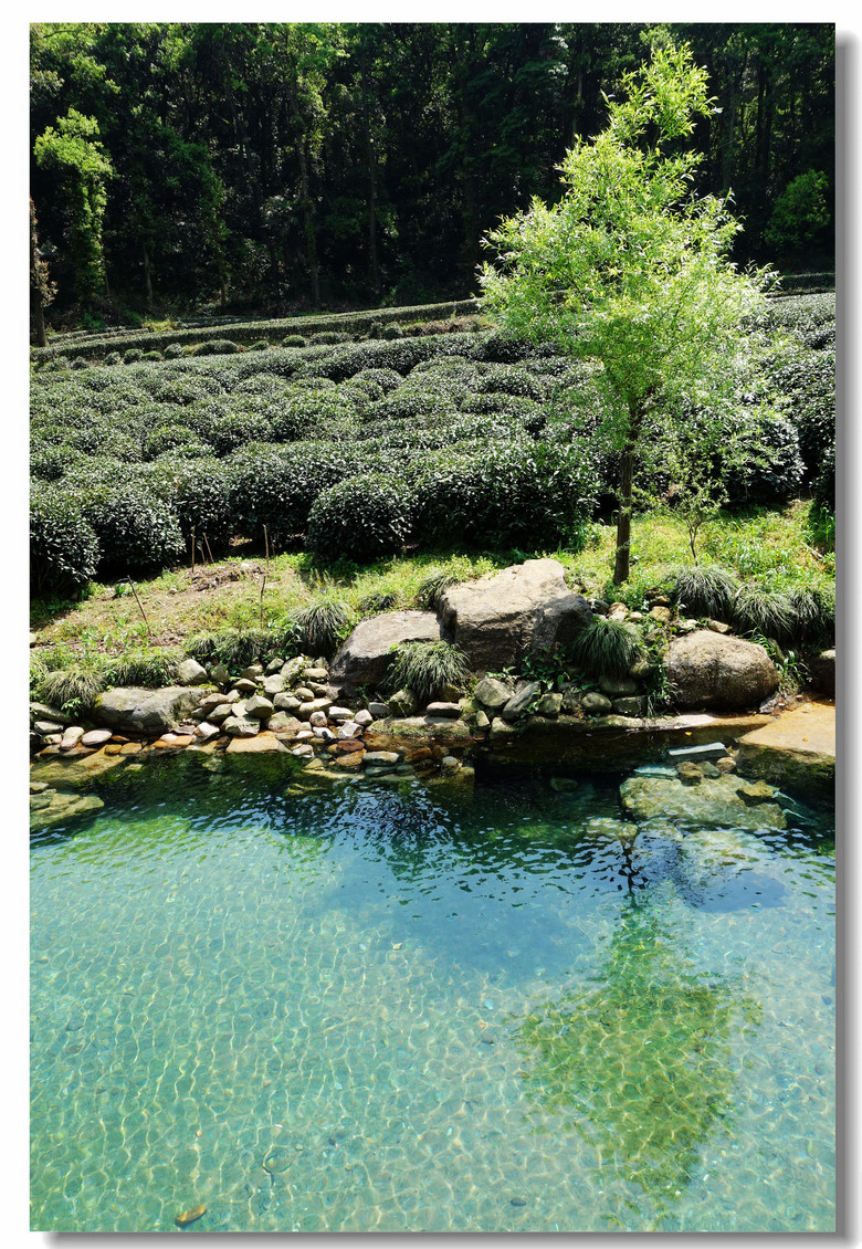 【正宗杭州虎跑水西湖龙井茶】