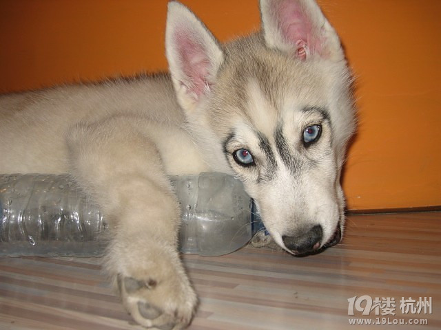 狗狗驱虫多长时间一次?