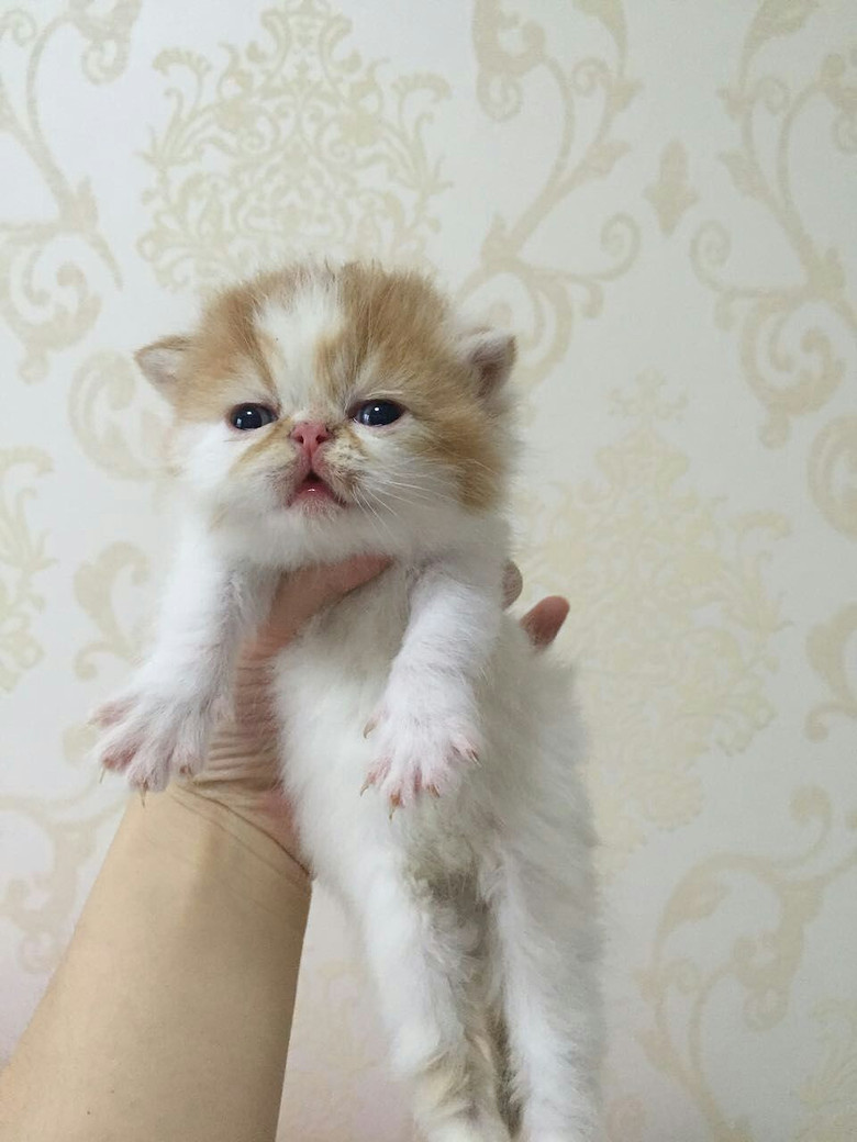 自家养的超萌加菲猫 梵猫三花黑色白色小猫咪 寻找好主人