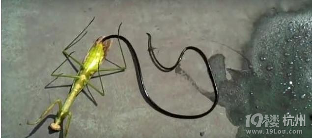 男子野外拍死了这只螳螂,正准备离开时突然诡异的一幕发生了!